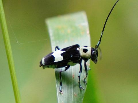 ラミーカミキリ