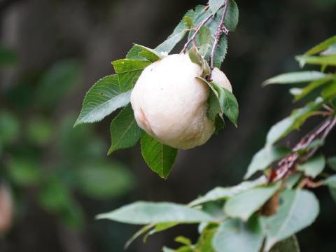 モリアオガエルの卵塊