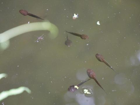 モリアオガエルのオタマジャクシ