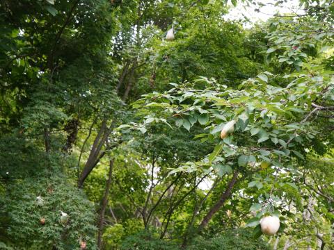 モリアオガエルの卵塊