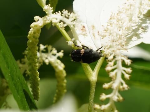 クロハナムグリ