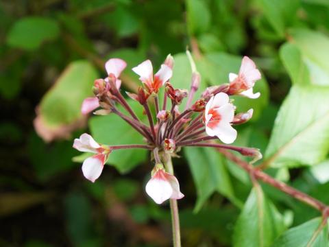 テンジクアオイ