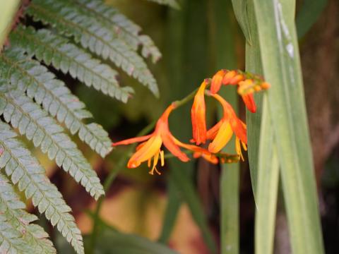 ヒメヒオウギズイセン