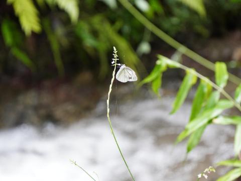 スジグロシロチョウ