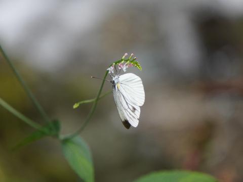 スジグロシロチョウ