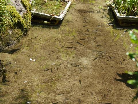 イチモンジタナゴ