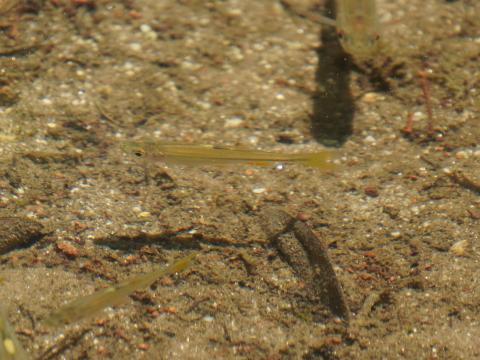 イチモンジタナゴ？