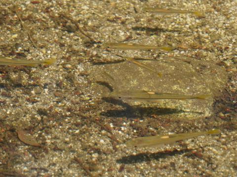 イチモンジタナゴ？