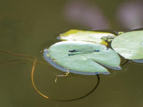 クロイトトンボ