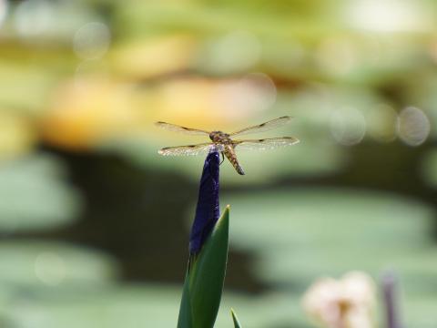 ヨツボシトンボ