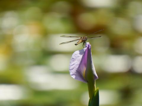 ヨツボシトンボ