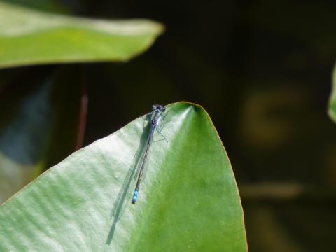 クロイトトンボ