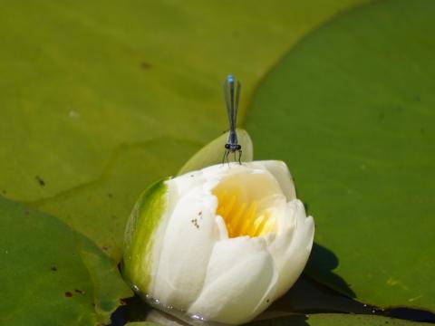 スイレンとクロイトトンボ