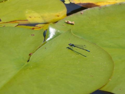 クロイトトンボ