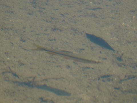 イチモンジタナゴ