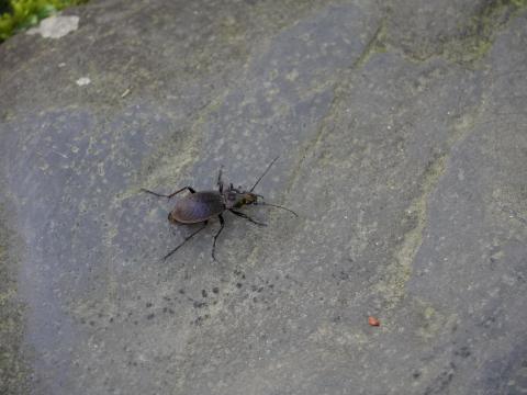 ヤマトオサムシ