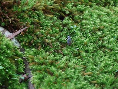 ヤマトオサムシ