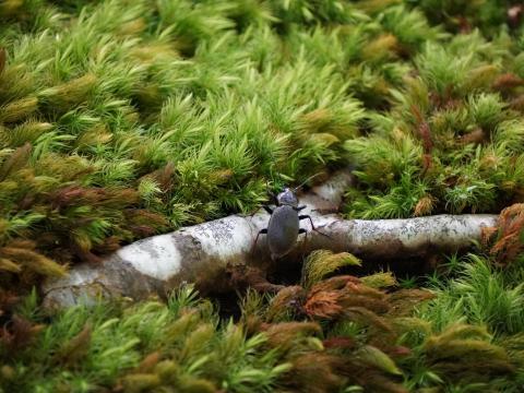 ヤマトオサムシ