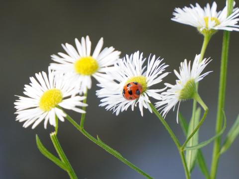 ヒメジョオンにナナホシテントウ