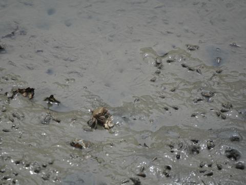 カクベンケイガニ