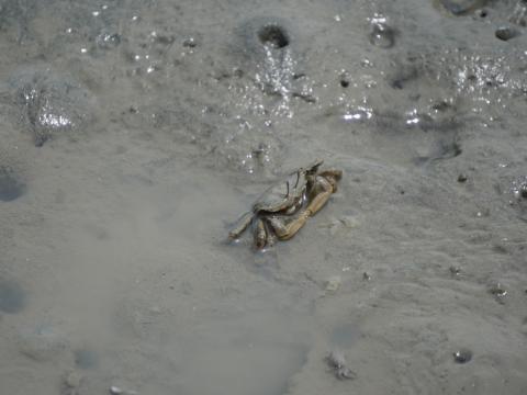 ヤマトオサガニ