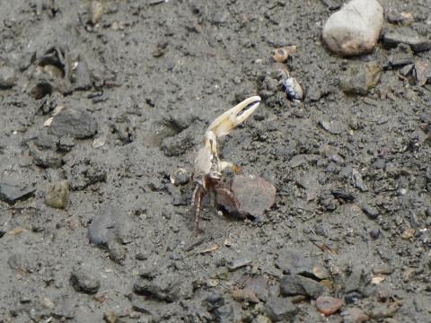 ハクセンシオマネキ