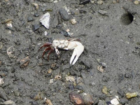 ハクセンシオマネキ