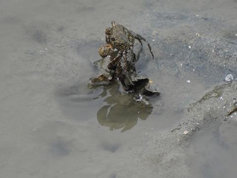 カクベンケイガニ