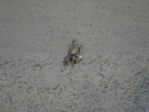 ヤマトオサガニ