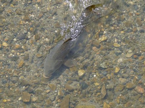 コイとカワムツ