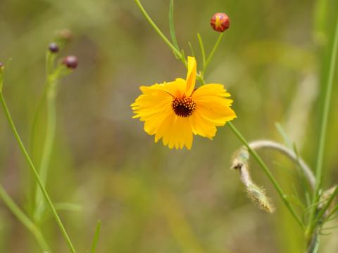 オオキンケイギク