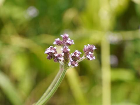 アレチハナガサ