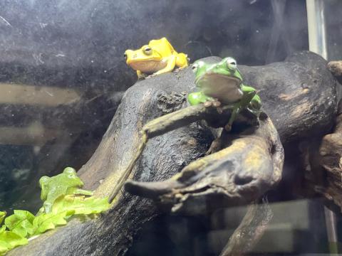 シュレーゲルアオガエル