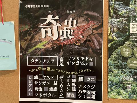 企画展 奇蟲