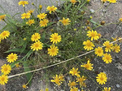 ユリオプスデージー