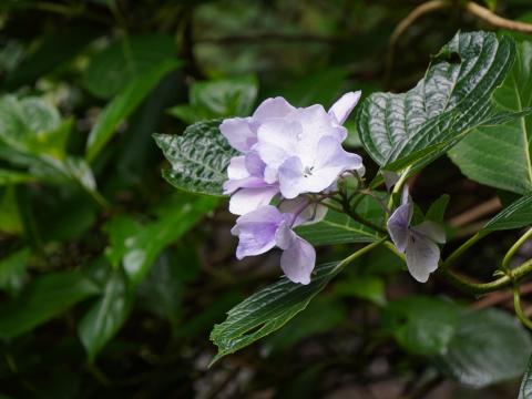 フリル咲きのアジサイ