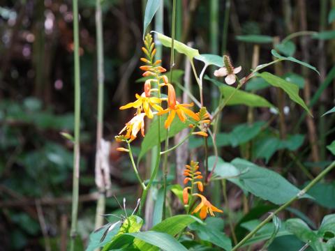 ヒメヒオウギズイセン