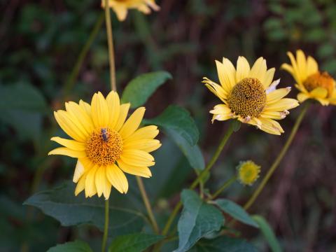 キクイモモドキ