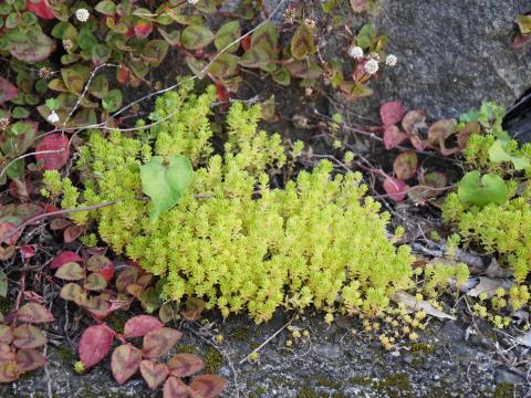 メノマンネングサ