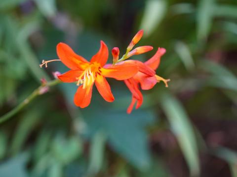 ヒメヒオウギズイセン