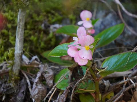シュウカイドウ