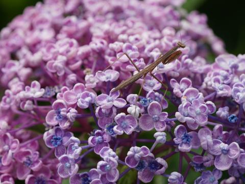 ウズアジサイのコカマキリ