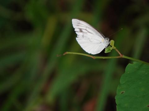 スジグロシロチョウ