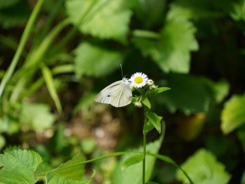 モンシロチョウ