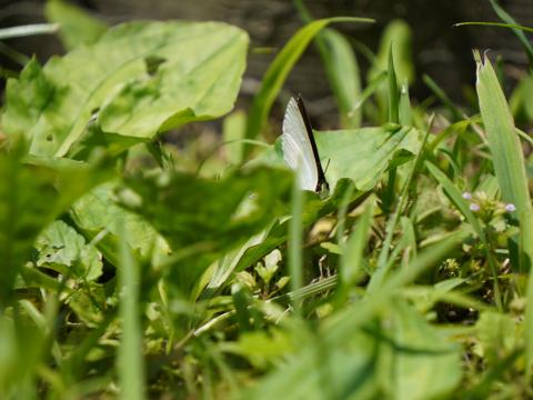 ウラギンシジミ