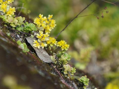 マルバマンネングサ