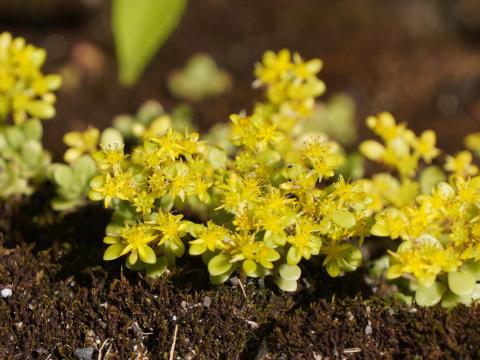 マルバマンネングサ