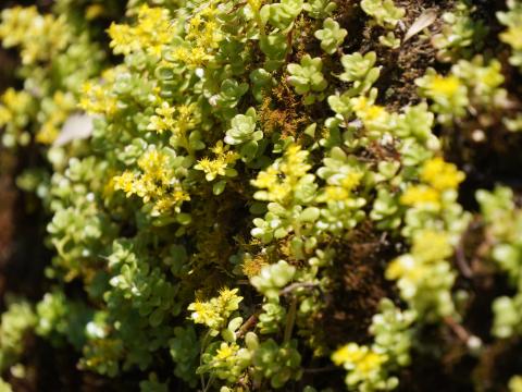 マルバマンネングサ