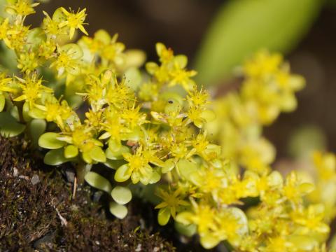 マルバマンネングサ