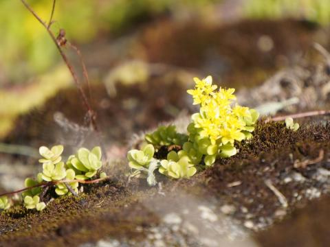 マルバマンネングサ